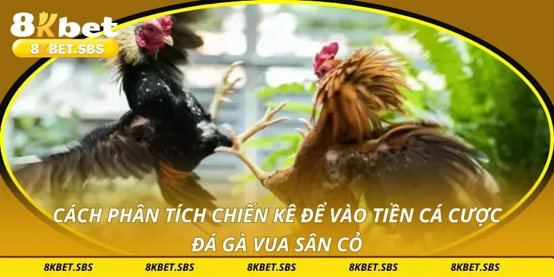 Cách phân tích chiến kê để vào tiền cá cược đá gà vua sân cỏ