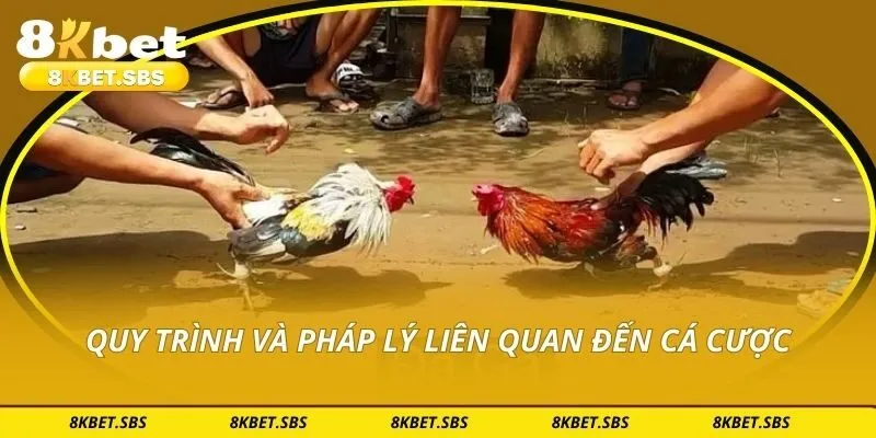 Quy trình và pháp lý liên quan đến cá cược