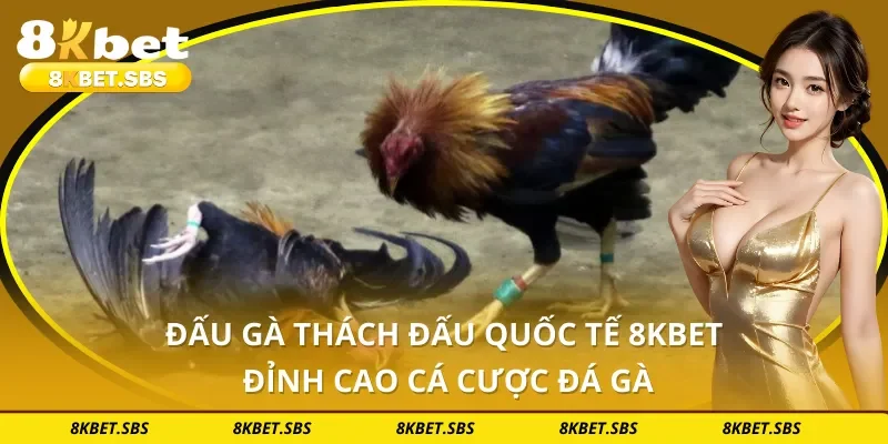 Đấu Gà Thách Đấu Quốc Tế 8KBET - Đỉnh Cao Cá Cược Đá Gà