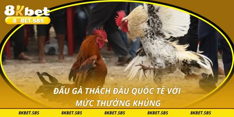 Đấu gà thách đấu quốc tế với mức thưởng khủng