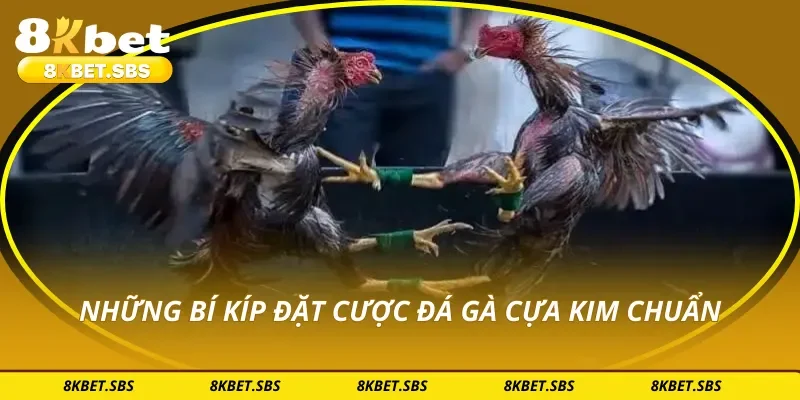 Những bí kíp đặt cược đá gà cựa kim chuẩn