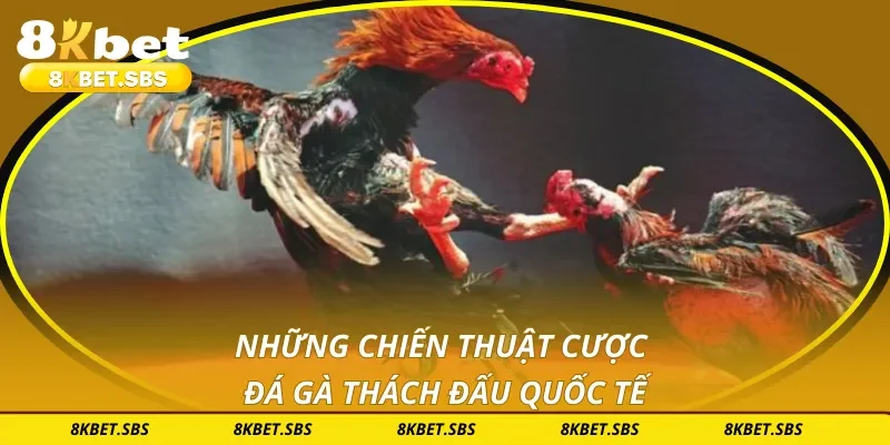 Những chiến thuật cược đá gà thách đấu quốc tế