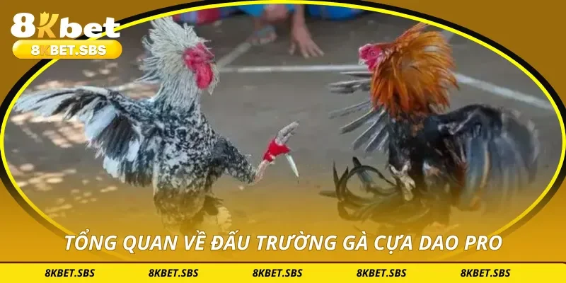 Tổng quan về đấu trường gà cựa dao pro