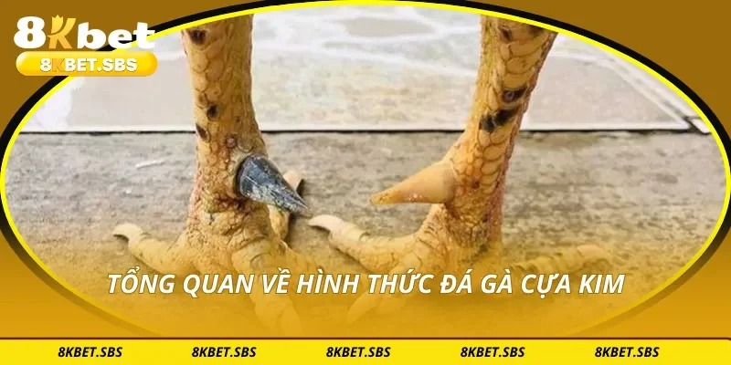 Tổng quan về hình thức đá gà cựa kim